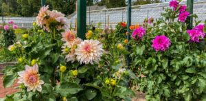 Elizabeth Park Conservancy - CT Dahlia Society @ Elizabeth Park