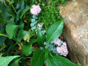 Plant Sale Drop Off and Setup @ Noah Webster House | West Hartford | Connecticut | United States