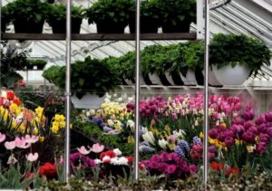 Spring Greenhouse Show @ Elizabeth Park's Historic Greenhouse