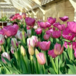 Elizabeth Park Conservancy  - Greenhouse Show Tours @ Elizabeth Park Greenhouse