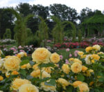 Elizabeth Park Conservancy April Rose Pruning Clinics @ Elizabeth Park